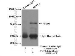 SYTL4 Rabbit anti-Human, Mouse, Rat, Polyclonal, Proteintech:Antibodies:Primary