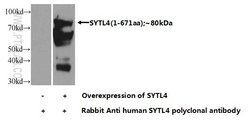 SYTL4 Rabbit anti-Human, Mouse, Rat, Polyclonal, Proteintech:Antibodies:Primary