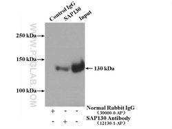 SAP130 Rabbit anti-Human, Mouse, Rat, Polyclonal, Proteintech:Antikörper:Primärantikörper
