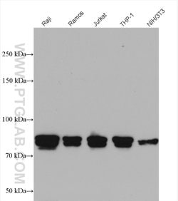 CIN85 Rabbit anti-Human, Mouse, Rat, Polyclonal, Proteintech 150 &mu;L;