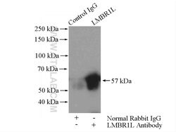 LMBR1L Rabbit anti-Human, Mouse, Rat, Polyclonal, Proteintech 20 &mu;L | Buy Online | Proteintech | Fisher Scientific