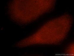 SMAD5 Rabbit anti-Human, Mouse, Rat, Polyclonal, Proteintech:Antibodies:Primary