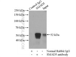 SMAD5 Rabbit anti-Human, Mouse, Rat, Polyclonal, Proteintech:Antibodies:Primary