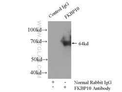FKBP65 Rabbit anti-Human, Mouse, Rat, Polyclonal, Proteintech 150 &mu;L | Buy Online | Proteintech | Fisher Scientific