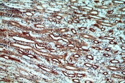 MT3 Rabbit anti-Human, Mouse, Rat, Polyclonal, Proteintech:Antibodies:Primary