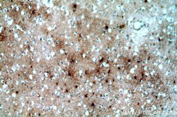 MT3 Rabbit anti-Human, Mouse, Rat, Polyclonal, Proteintech:Antibodies:Primary