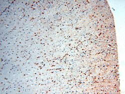 MT3 Rabbit anti-Human, Mouse, Rat, Polyclonal, Proteintech:Antibodies:Primary