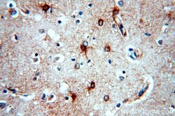 MT3 Rabbit anti-Human, Mouse, Rat, Polyclonal, Proteintech:Antibodies:Primary