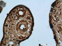 UCN2 Rabbit anti-Human, Polyclonal, Proteintech 20 &mu;L; Unconjugated 