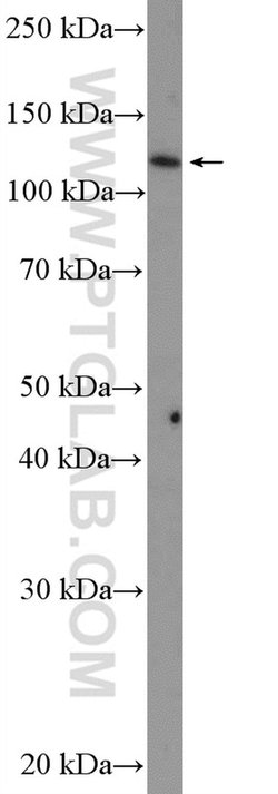 MATR3 Rabbit anti-Human, Mouse, Rat, Polyclonal, Proteintech:Antibodies:Primary