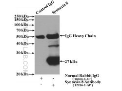 Syntaxin 8 Rabbit anti-Human, Mouse, Rat, Polyclonal, Proteintech:Antibodies:Primary
