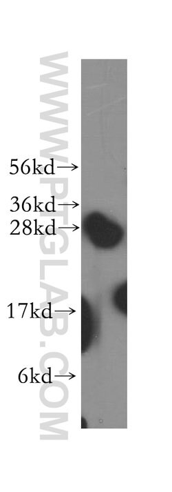 Syntaxin 8 Rabbit anti-Human, Mouse, Rat, Polyclonal, Proteintech:Antibodies:Primary
