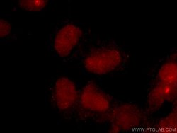 CREB1 Rabbit anti-Human, Mouse, Non-human primate, Rat, Polyclonal, Proteintech:Antibodies:Primary