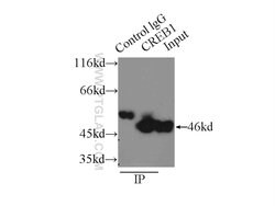 CREB1 Rabbit anti-Human, Mouse, Non-human primate, Rat, Polyclonal, Proteintech:Antibodies:Primary