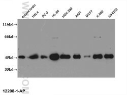 CREB1 Rabbit anti-Human, Mouse, Non-human primate, Rat, Polyclonal, Proteintech:Antibodies:Primary