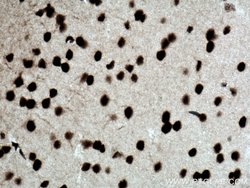 CREB1 Rabbit anti-Human, Mouse, Non-human primate, Rat, Polyclonal, Proteintech:Antibodies:Primary