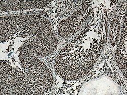CREB1 Rabbit anti-Human, Mouse, Non-human primate, Rat, Polyclonal, Proteintech:Antibodies:Primary