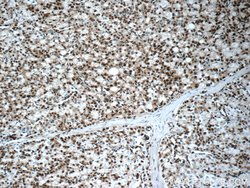 CREB1 Rabbit anti-Human, Mouse, Non-human primate, Rat, Polyclonal, Proteintech:Antibodies:Primary