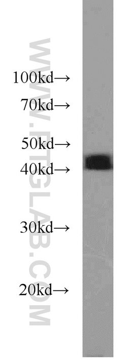 CREB1 Rabbit anti-Human, Mouse, Non-human primate, Rat, Polyclonal, Proteintech:Antibodies:Primary