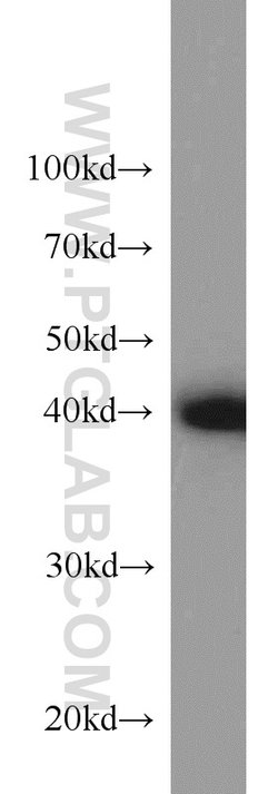 CREB1 Rabbit anti-Human, Mouse, Non-human primate, Rat, Polyclonal, Proteintech:Antibodies:Primary