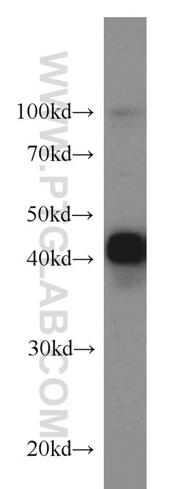 CREB1 Rabbit anti-Human, Mouse, Non-human primate, Rat, Polyclonal, Proteintech:Antibodies:Primary