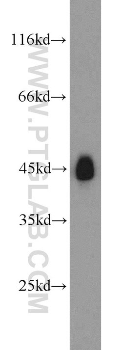 CREB1 Rabbit anti-Human, Mouse, Non-human primate, Rat, Polyclonal, Proteintech:Antibodies:Primary