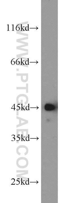 CREB1 Rabbit anti-Human, Mouse, Non-human primate, Rat, Polyclonal, Proteintech:Antibodies:Primary