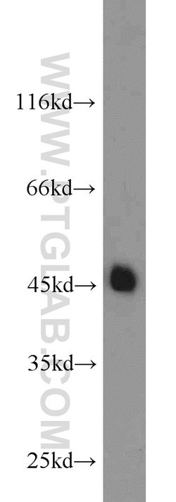 CREB1 Rabbit anti-Human, Mouse, Non-human primate, Rat, Polyclonal, Proteintech:Antibodies:Primary