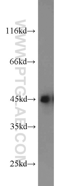CREB1 Rabbit anti-Human, Mouse, Non-human primate, Rat, Polyclonal, Proteintech:Antibodies:Primary
