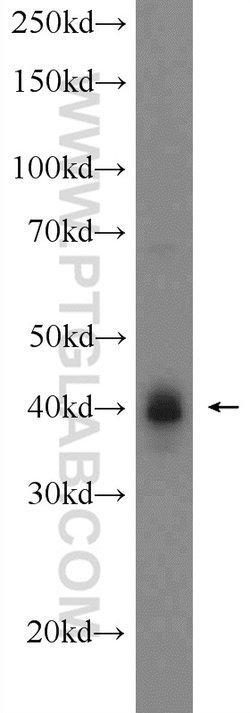 CREB1 Rabbit anti-Human, Mouse, Non-human primate, Rat, Polyclonal, Proteintech:Antibodies:Primary