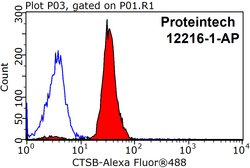 Cathepsin B Rabbit anti-Human, Mouse, Polyclonal, Proteintech:Antibodies:Primary