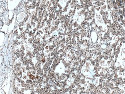 RAB38 Rabbit anti-Human, Mouse, Polyclonal, Proteintech 150 &mu;L; Unconjugated:Antibodies,