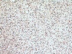 RAB38 Rabbit anti-Human, Mouse, Polyclonal, Proteintech 150 &mu;L; Unconjugated:Antibodies,