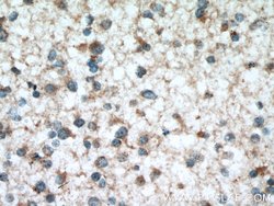 RAB38 Rabbit anti-Human, Mouse, Polyclonal, Proteintech 150 &mu;L; Unconjugated:Antibodies,