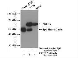 CCT8 Rabbit anti-Human, Mouse, Rat, Zebrafish, Polyclonal, Proteintech