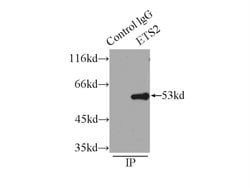 ETS2 Rabbit anti-Human, Mouse, Polyclonal, Proteintech 20 &mu;L; Unconjugated:Antibodies,