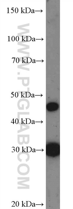 CIDEC Rabbit anti-Human, Polyclonal, Proteintech:Anticuerpos:Anticuerpos