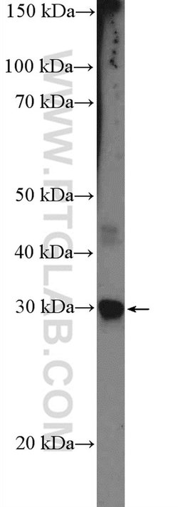 CIDEC Rabbit anti-Human, Polyclonal, Proteintech