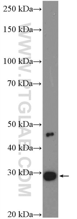 CIDEC Rabbit anti-Human, Polyclonal, Proteintech:Anticuerpos:Anticuerpos