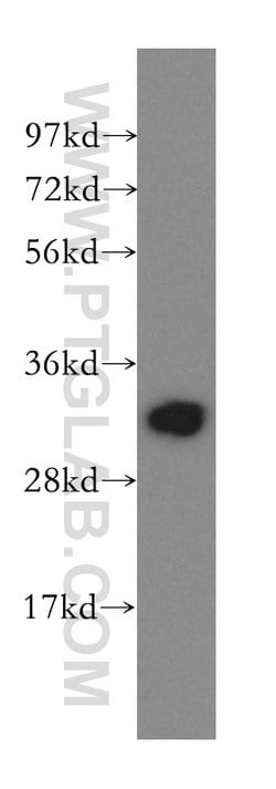 Prohibitin 2 Rabbit anti-Human, Mouse, Polyclonal, Proteintech 20 &mu;L;