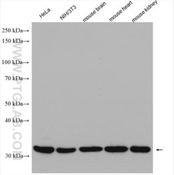 Prohibitin 2 Rabbit anti-Human, Mouse, Polyclonal, Proteintech 20 &mu;L;