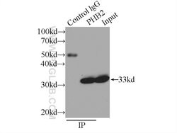 Prohibitin 2 Rabbit anti-Human, Mouse, Polyclonal, Proteintech 20 &mu;L;