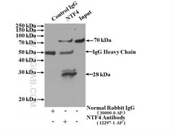 Neurotrophin 4 Rabbit anti-Human, Mouse, Rat, Polyclonal, Proteintech:Antibodies:Primary