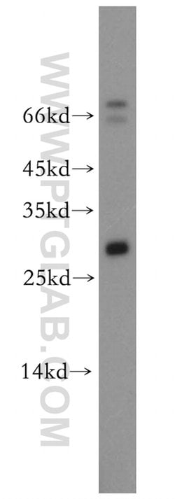 Neurotrophin 4 Rabbit anti-Human, Mouse, Rat, Polyclonal, Proteintech:Antibodies:Primary