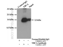 TBCA Rabbit anti-Human, Mouse, Rat, Polyclonal, Proteintech:Anticuerpos:Anticuerpos