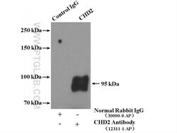 CHD2 Rabbit anti-Human, Rat, Polyclonal, Proteintech 20 &mu;L; Unconjugated:Antibodies,