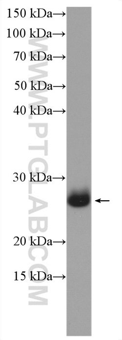 FAM3D Rabbit anti-Human, Mouse, Rat, Polyclonal, Proteintech:Antibodies:Primary