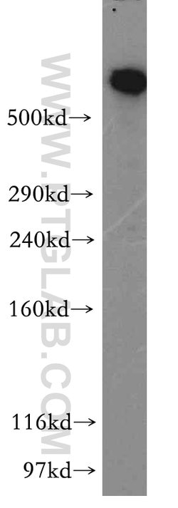 DYNC1H1 Rabbit anti-Human, Mouse, Rat, Zebrafish, Polyclonal, Proteintech:Antibodies:Primary