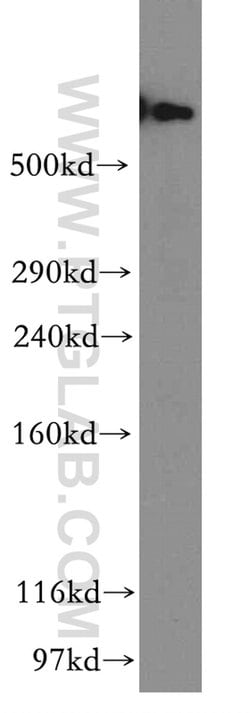 DYNC1H1 Rabbit anti-Human, Mouse, Rat, Zebrafish, Polyclonal, Proteintech:Antibodies:Primary