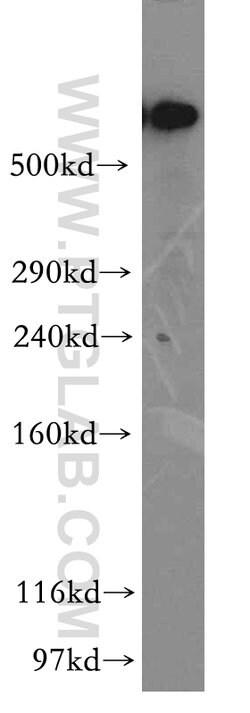 DYNC1H1 Rabbit anti-Human, Mouse, Rat, Zebrafish, Polyclonal, Proteintech:Antibodies:Primary